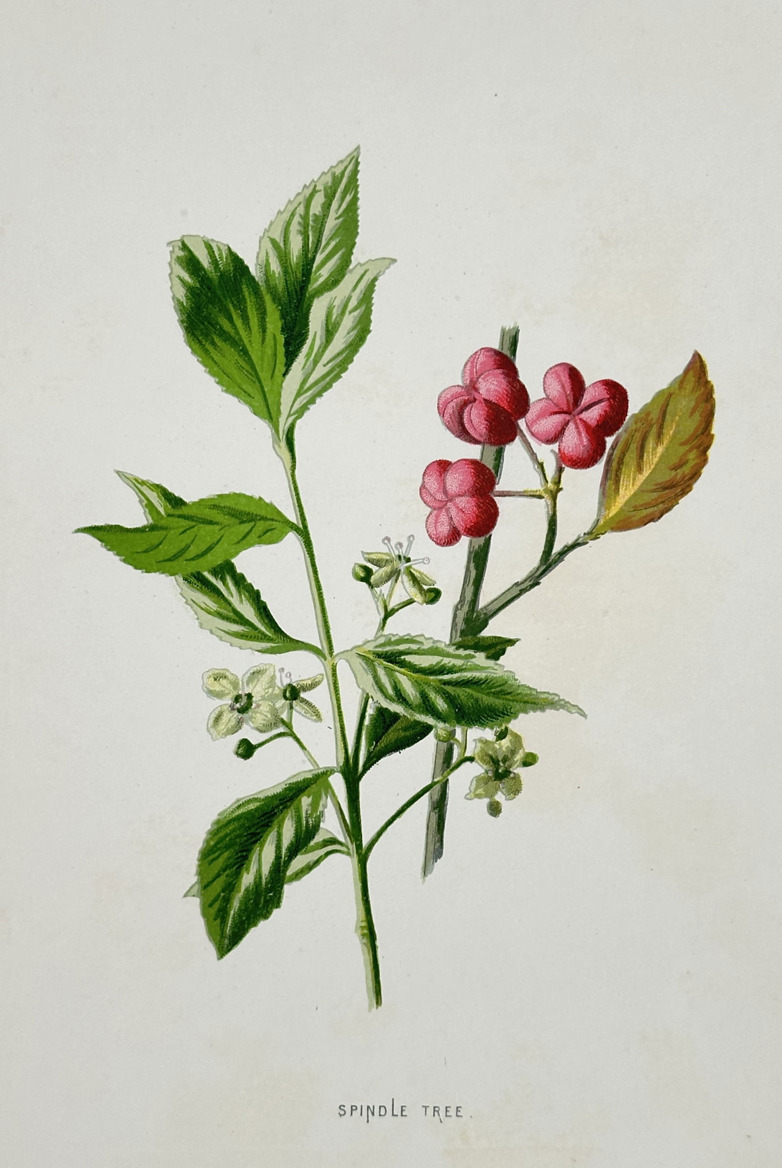 Frederick Edward Hulme (1841–1909) – Spindle Tree – Chromolithograph (1875–1900): "Spindle Tree." This nineteenth-century chromolithograph illustrates a specimen of Euonymus europaeus, displaying its characteristic lanceolate leaves alongside both its small green-white flowers and
