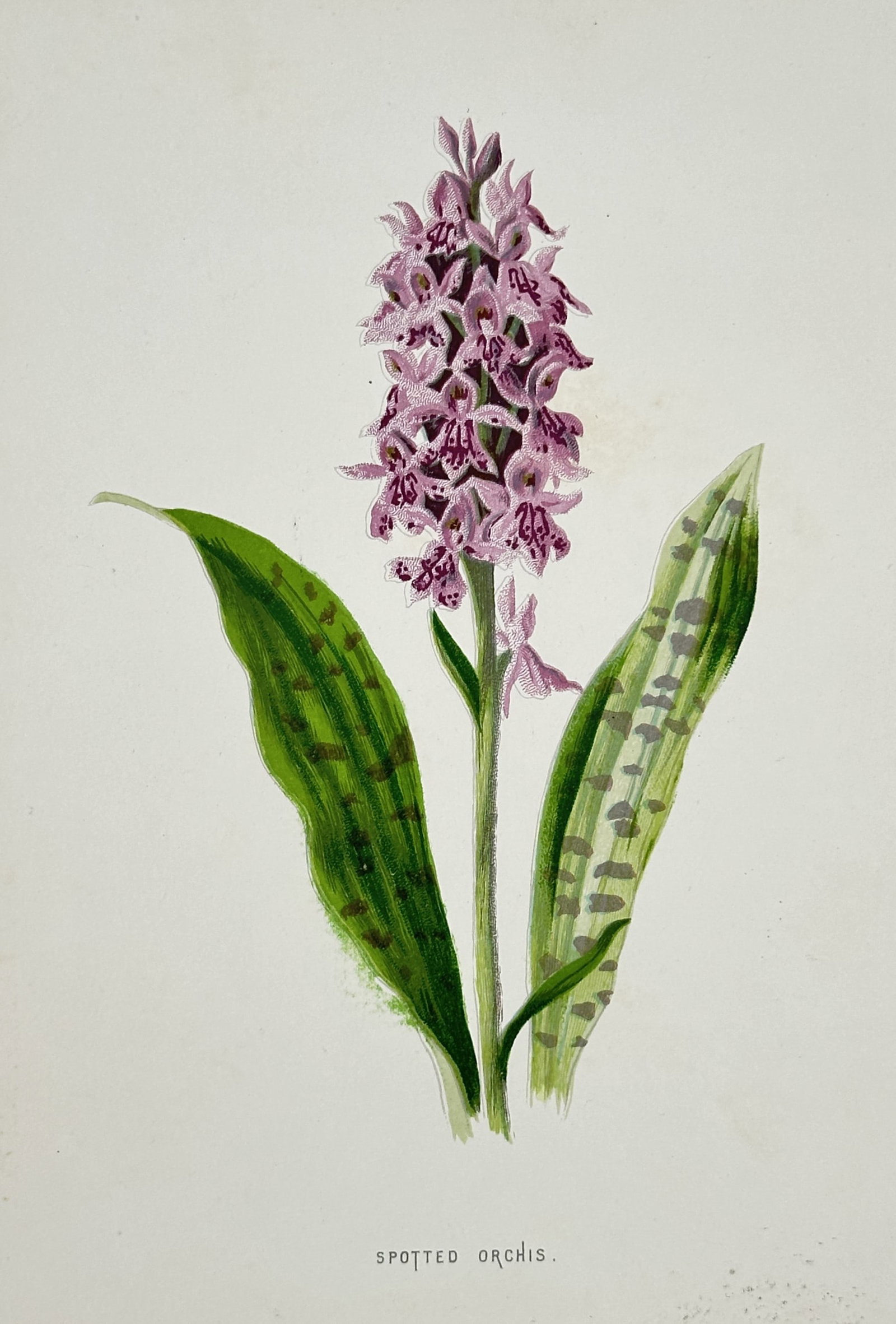 Frederick Edward Hulme (1841–1909) – Spotted Orchis – Chromolithograph (1875–1900): "Spotted Orchis." This nineteenth-century chromolithograph illustrates a specimen of Dactylorhiza maculata, featuring its dense spike of pale pink to lavender flowers and characteristic purple-spotted