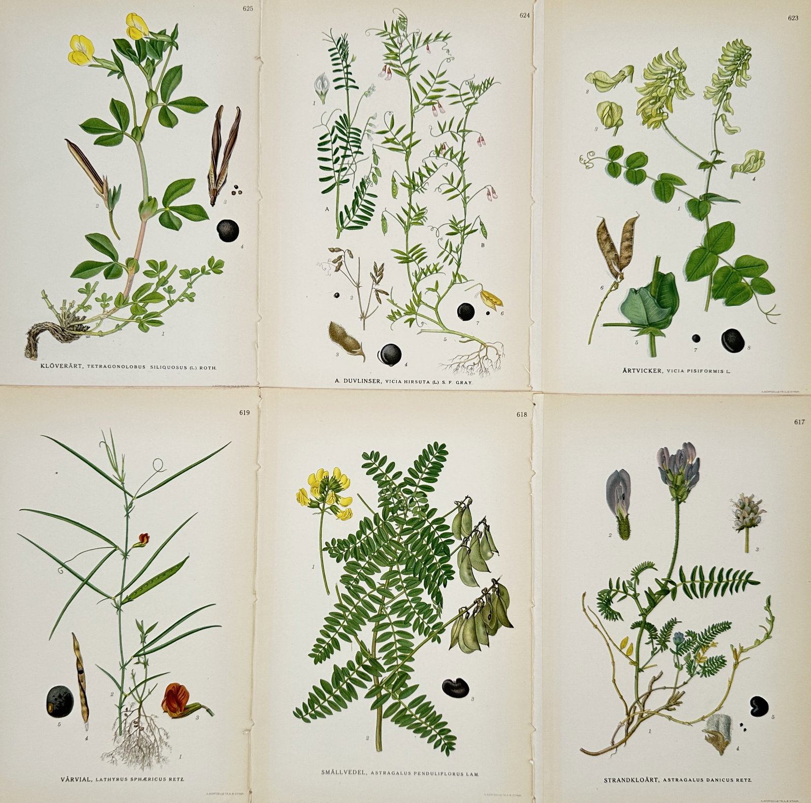 Carl Axel Magnus Lindman – Set of 6: Nordic Legumes – Chromolithograph (1901–1905): "Bilder ur Nordens Flora." This set of six early twentieth-century chromolithographs illustrates various botanical specimens of the Fabaceae (legume) family native to the Nordic regions, featuring spe