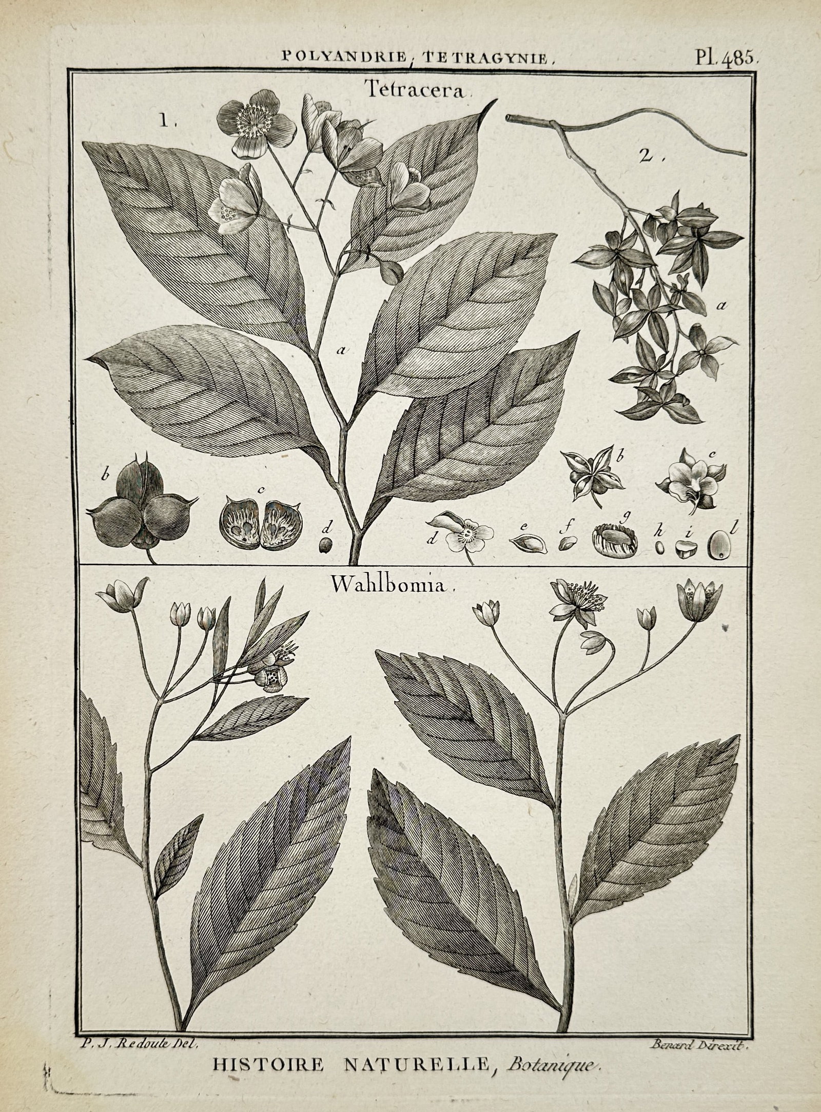 Robert Bénard (1734–1777) – Botanical Study of Tetracera and Wahlbomia – Engraving (1768): "Tetracera. Wahlbomia." This eighteenth-century engraving illustrates the botanical anatomy of the Tetracera and Wahlbomia genera, featuring detailed renderings of their serrated leaves, flowering clu