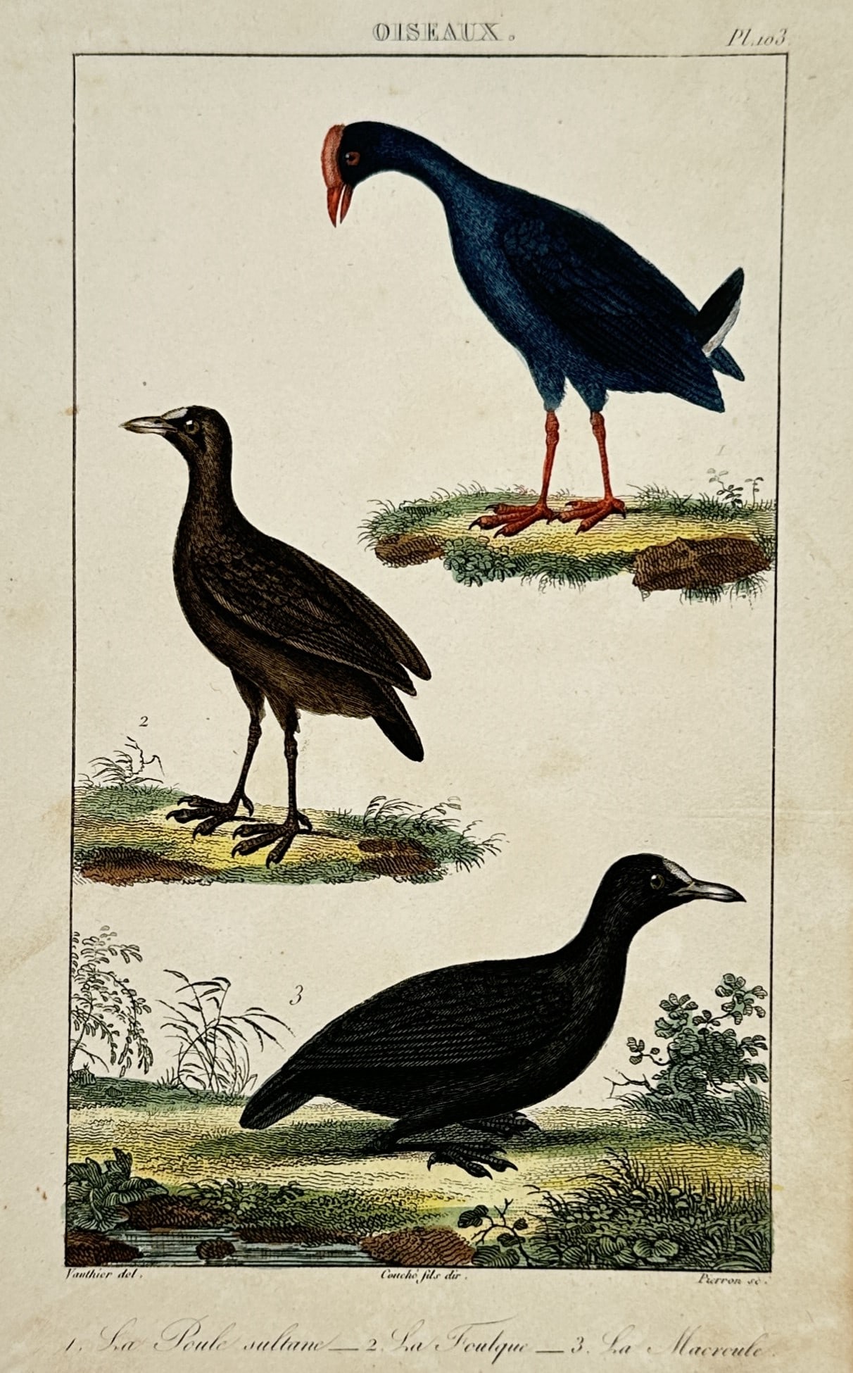 Antoine-Charles Vauthier – Study of Marsh Birds: Swamphen, Coot, and Scoter: "La Poule-sultane. La Foulque. La Macreuse." This nineteenth-century hand-coloured copper engraving illustrates three species of aquatic birds: a Purple Swamphen, a Eurasian Coot, and a Common Scoter,