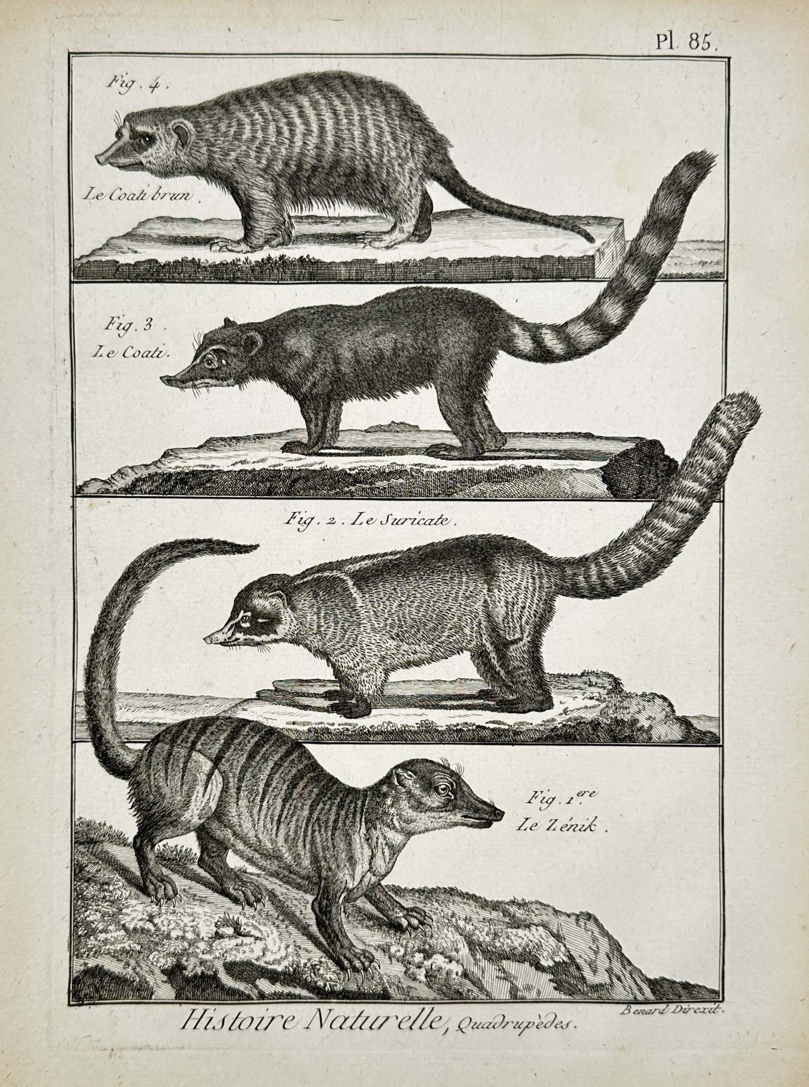 Robert Bénard (1734–1777) – Zoological Study of the Meerkat and Coati – Engraving (1768): "Le Zénik. Le Suricate. Le Coati. Le Coati brun." This eighteenth-century engraving illustrates four small carnivorous mammals, featuring the meerkat and variations of the coati shown in profile on r