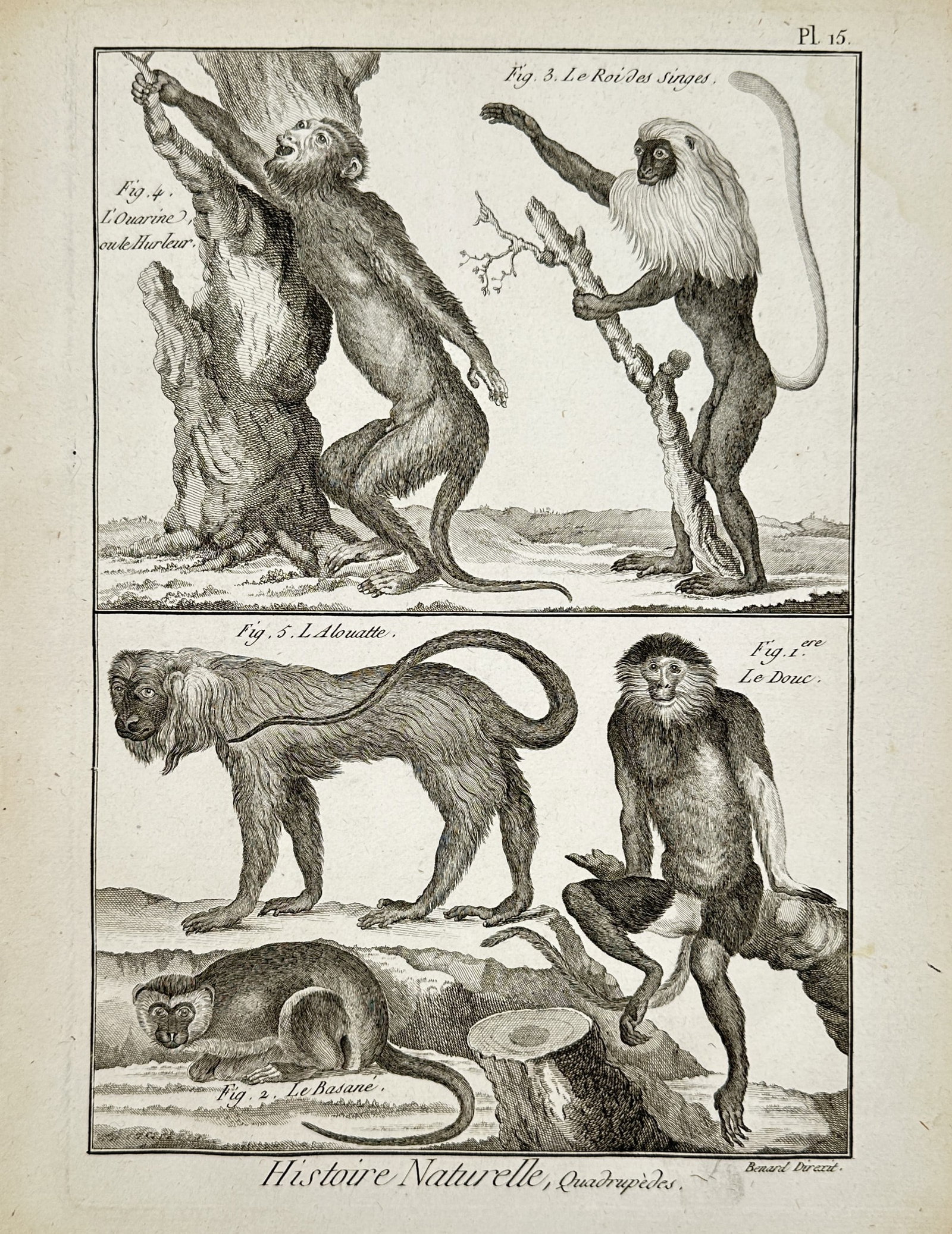 Robert Bénard (1734–1777) – Primatological Study of Monkeys – Engraving (1768): "Le Douc. Le Basané. Le Roi des Singes. L'Ouarine ou le Hurleur. L'Alouatte." This eighteenth-century engraving illustrates several primate species, including the Red-shanked Douc, the King Colobus,