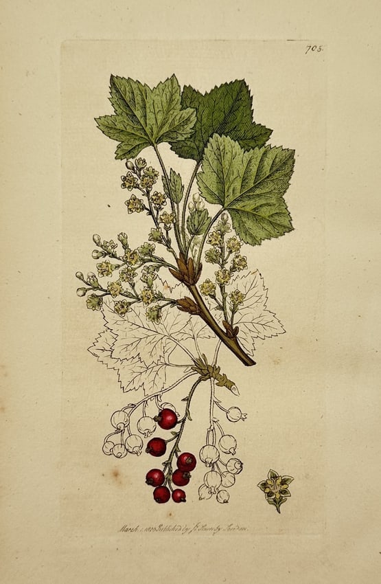 James Sowerby (1757–1822) – Red Currant – Hand-coloured engraving (1800) (1 of 2)