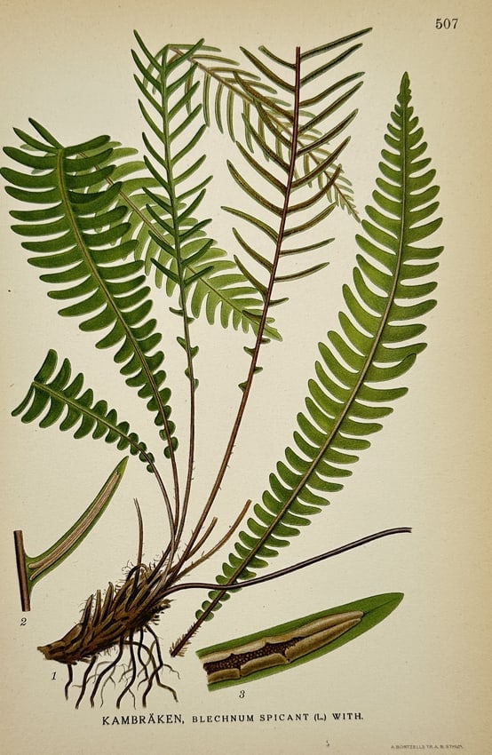 Carl Axel Magnus Lindman (1856–1928) – Kambräken (Blechnum spicant) – Chromolithograph: "Kambräken, Blechnum spicant (L) With" depicts the botanical features of the hard fern. The illustration shows the complete plant with its rhizome roots, sterile fronds, and fertile fronds, alongside