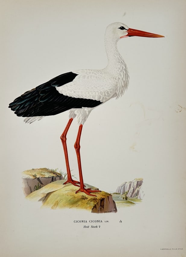 Magnus von Wright (1805-1868) – View of a White Stork – Chromolithograph (1920s): "Ciconia Ciconia" depicts the white stork standing on a rocky outcrop. This chromolithograph is part of a series documenting Nordic avian species. The print was published by A. Börtzells in Stockholm
