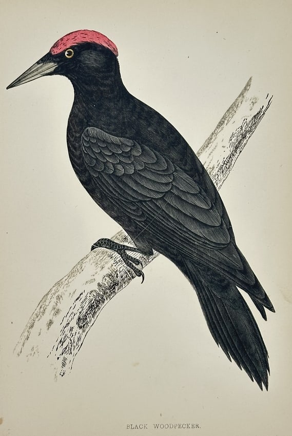 Francis Orpen Morris (1810-1893) – Black Woodpecker – Hand-coloured wood engraving (1851): "Black Woodpecker" portrays the bird perched on a branch, highlighting its dark plumage and distinctive red crest. This hand-coloured wood engraving was included in A History of British Birds, publish