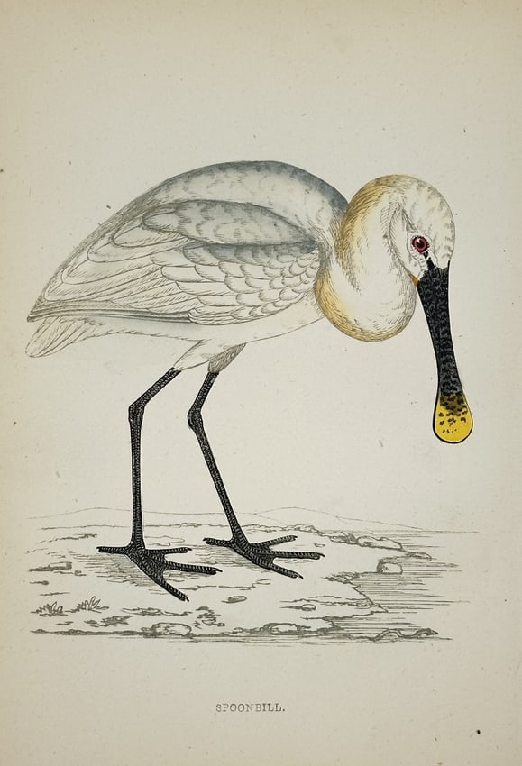 Francis Orpen Morris (1810-1893) – Spoonbill – Hand-coloured wood engraving (1851) (1 of 2)
