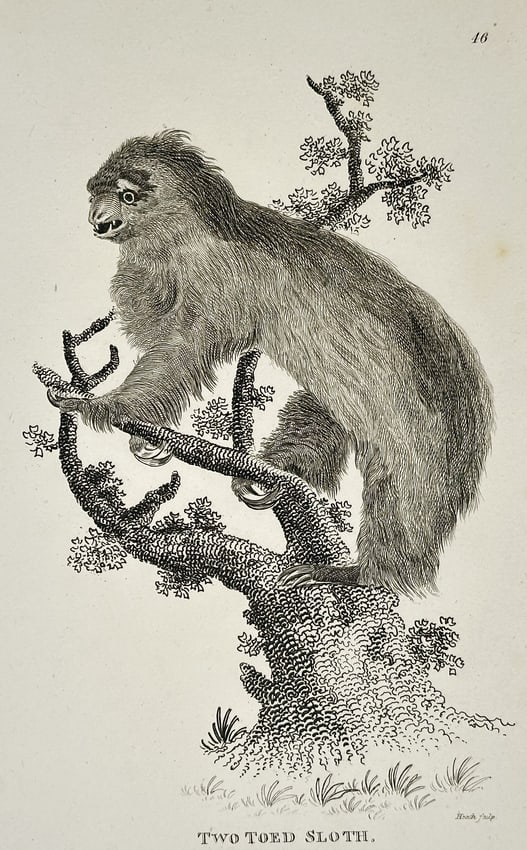 George Shaw (1751-1813) – Two Toed Sloth – Engraving (1800): "Two Toed Sloth" portrays the mammal clinging to a tree branch, detailing its coarse fur and distinctive claws. This engraving was published in London by G. Kearsley for the work General Zoology, or S