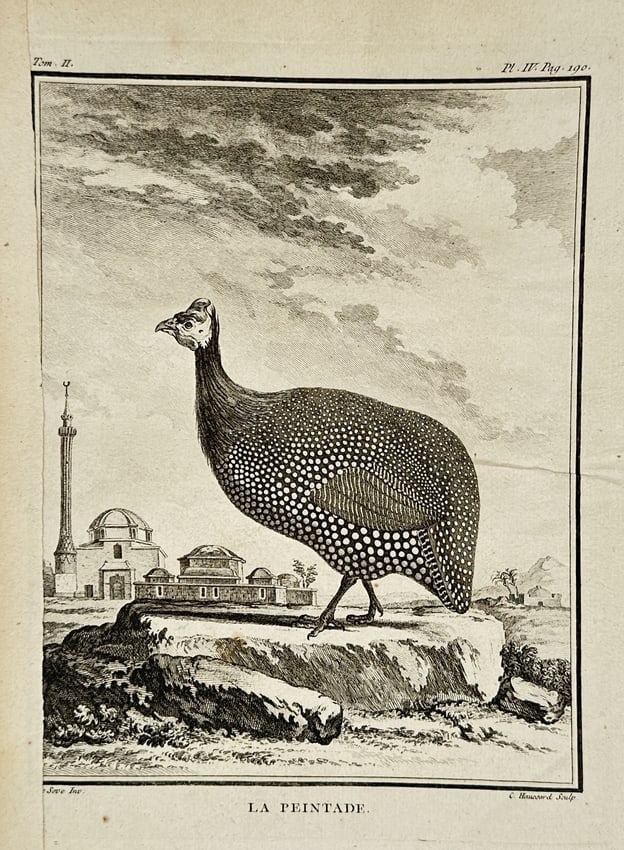 Jacques de Sève (Active 1742-1788) – La Peintade – Engraving (1754): "La Peintade" portrays a helmeted guineafowl standing on a rocky ledge, with a domed building and a minaret in the background. This engraving was published in Paris as part of the Histoire Naturelle,