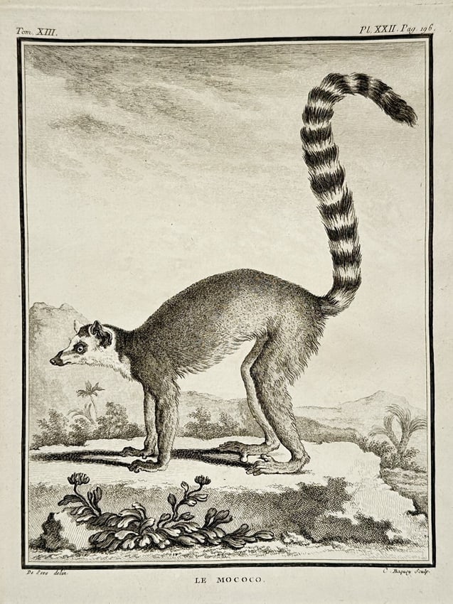Jacques de Sève (Active 1742-1788) – Le Mococo – Engraving (1765): "Le Mococo" depicts a ring-tailed lemur in a tropical landscape, showcasing its characteristic long, banded tail and pointed muzzle. This engraving was published in Paris as part of the Histoire Natur