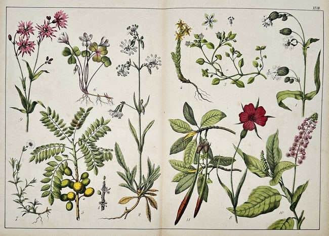 Gotthilf Heinrich von Schubert (1780–1860) – View of Various Flowering Plants (1 of 2)