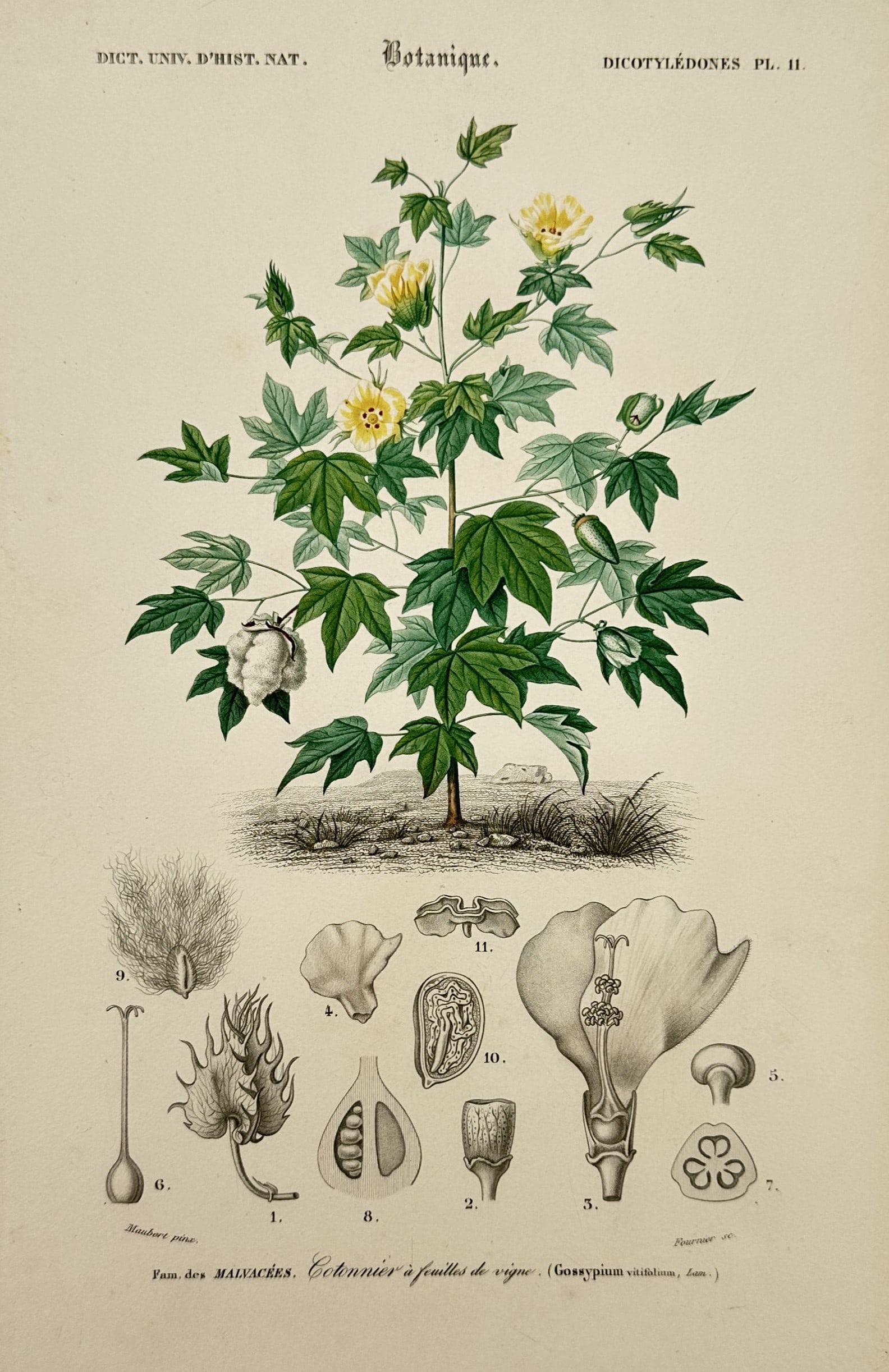 Charles Henry Dessalines d'Orbigny – Study of Levant Cotton – Hand-coloured engraving (1849): "Botanique. Dicotyledones. Fam. des Malvacees. Cotonnier a feuilles de vigne (Gossypium vitifolium, Lam.)." This botanical illustration depicts a flowering cotton plant featuring yellow blossoms and a