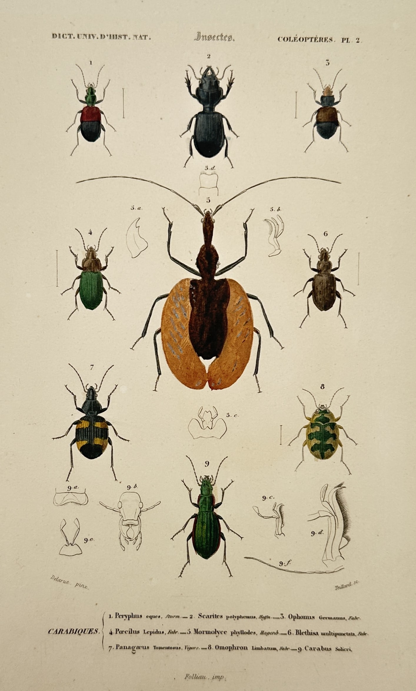 Charles Henry Dessalines d'Orbigny – Study of Ground Beetles and Violin Beetle (1 of 2)