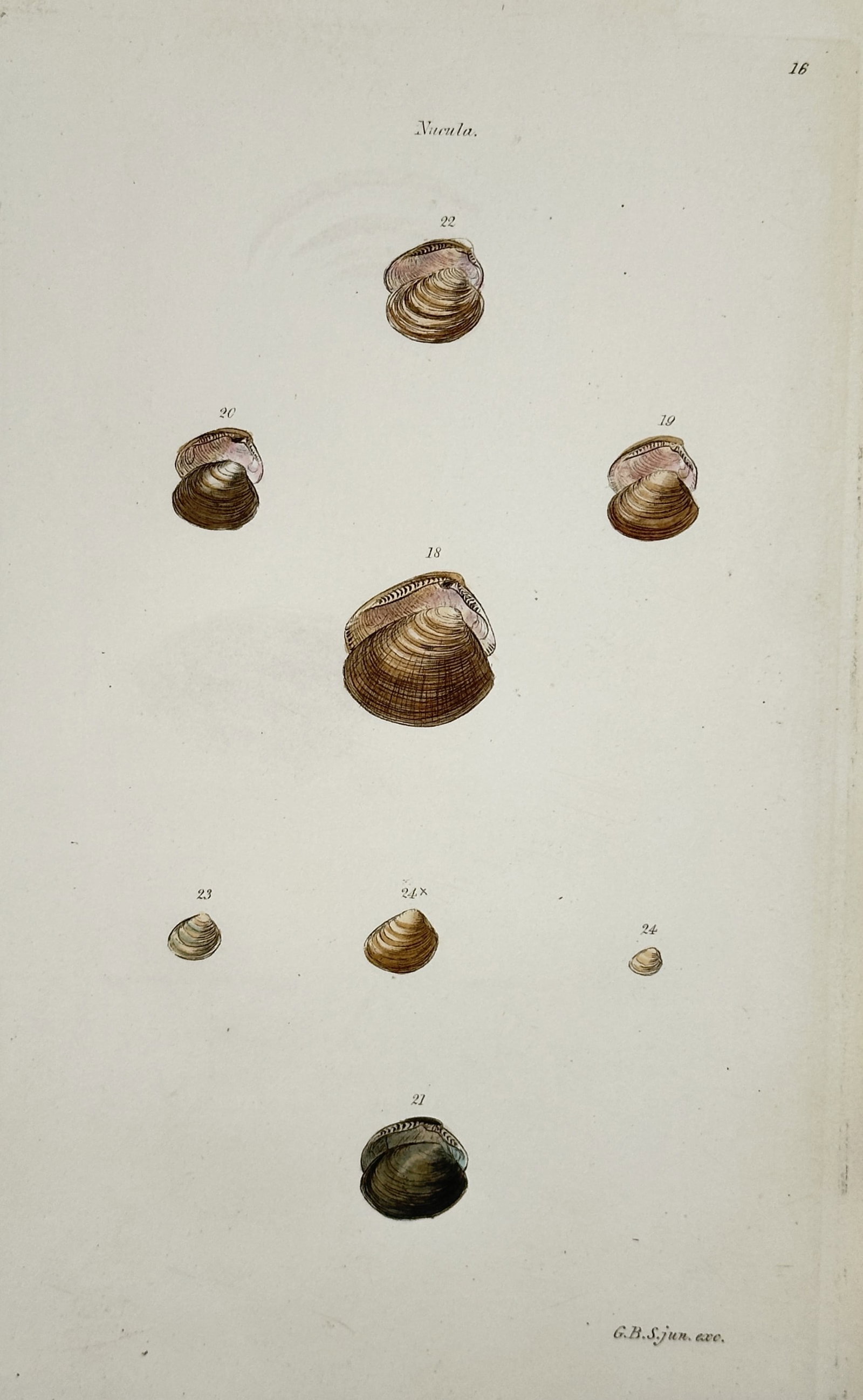 George Brettingham Sowerby II – Study of Nut Shells – Hand-coloured engraving (1842) (1 of 2)
