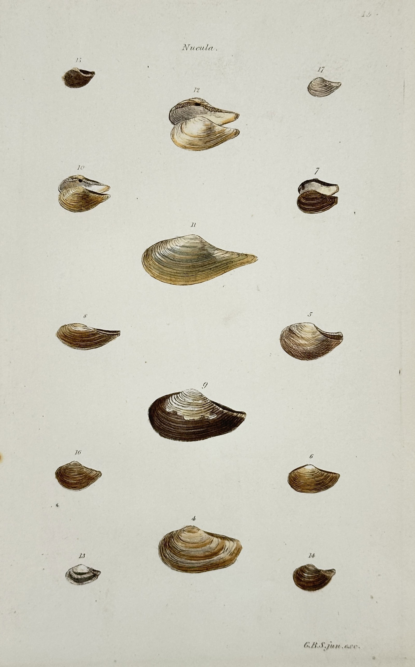 George Brettingham Sowerby II – Study of Varied Nut Shells – Hand-coloured engraving (1842) (1 of 2)