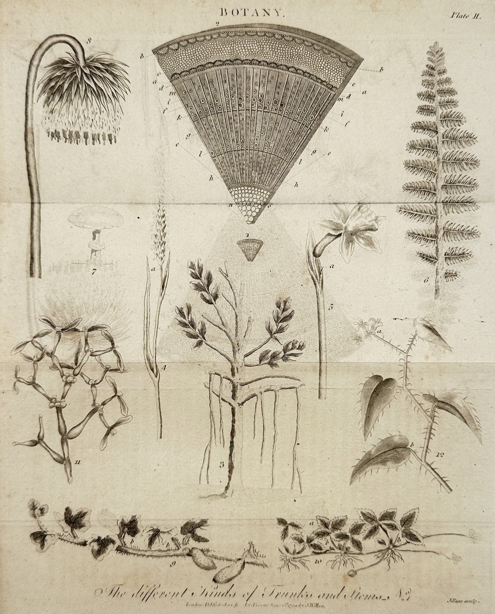 John Wilkes (1750–1810) – Study of Plant Stems and Trunks – Engraving (1810): "The different Kinds of Trunks and Stems." This botanical illustration displays a comparative study of various plant structures, including a cross-section of a woody trunk detailing the bark and rings