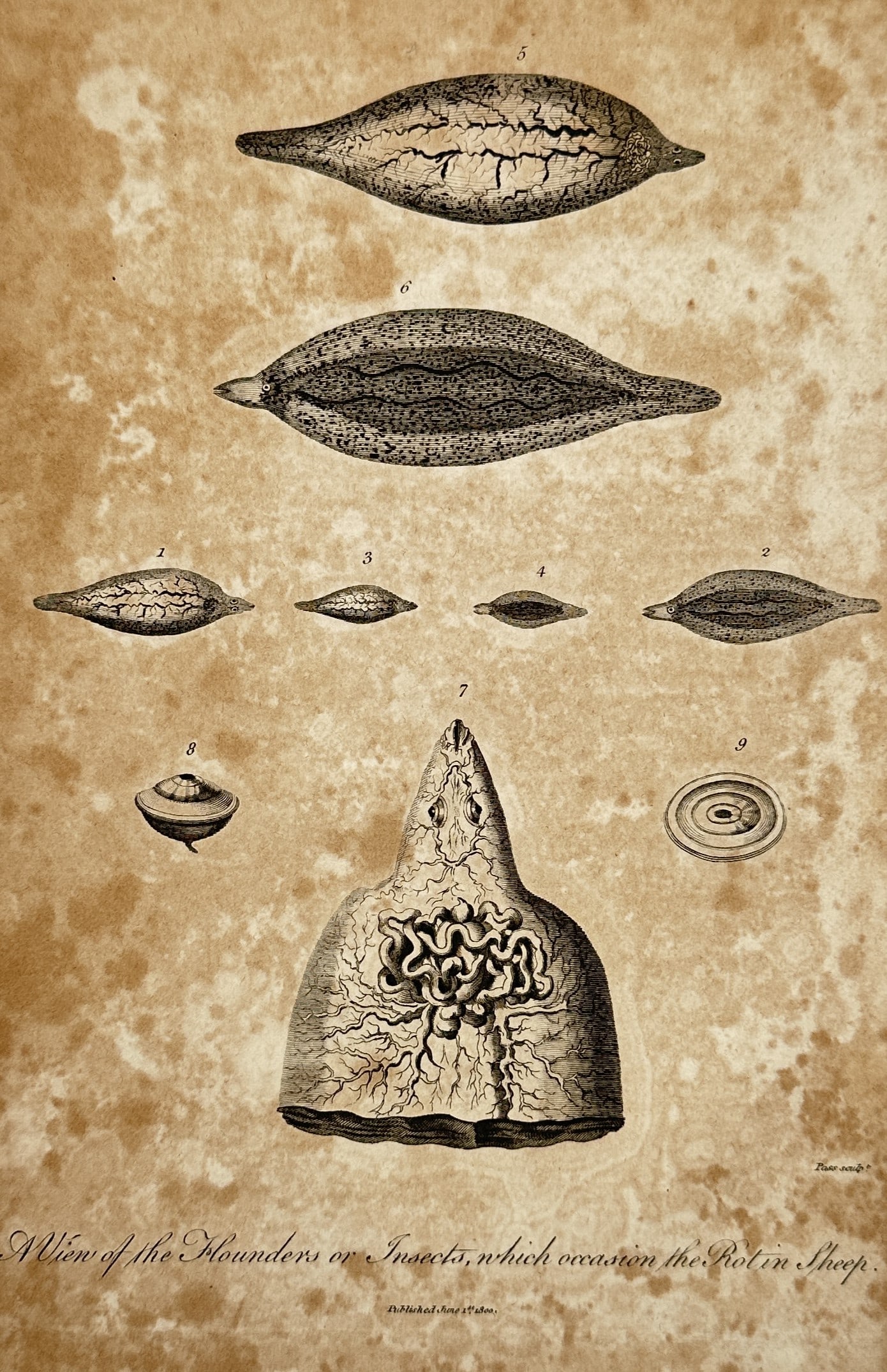 John Wilkes (1750–1810) – Study of Leaves and Foliage – Engraving (1810): "Botany. Different kinds of Leaves." This botanical illustration displays a systematic classification of various leaf shapes and structures, ranging from simple ovate forms to complex serrated and lob