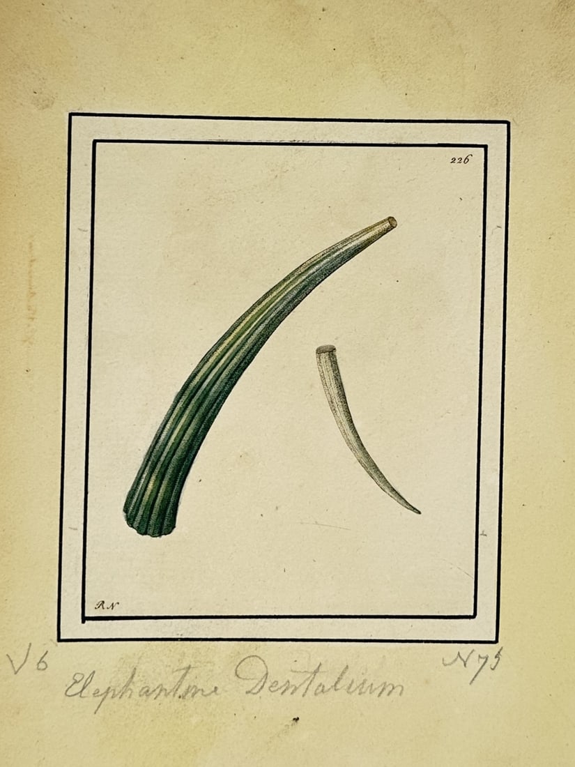 Frederick Polydore Nodder (1751–1801) – Study of Elephantine Dentalium (1 of 2)