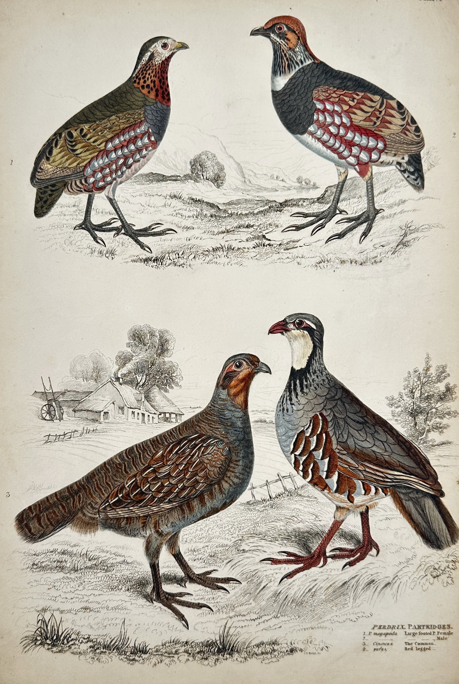 Captain Thomas Brown – Study of Partridges – Hand-coloured engraving (1835) (1 of 2)