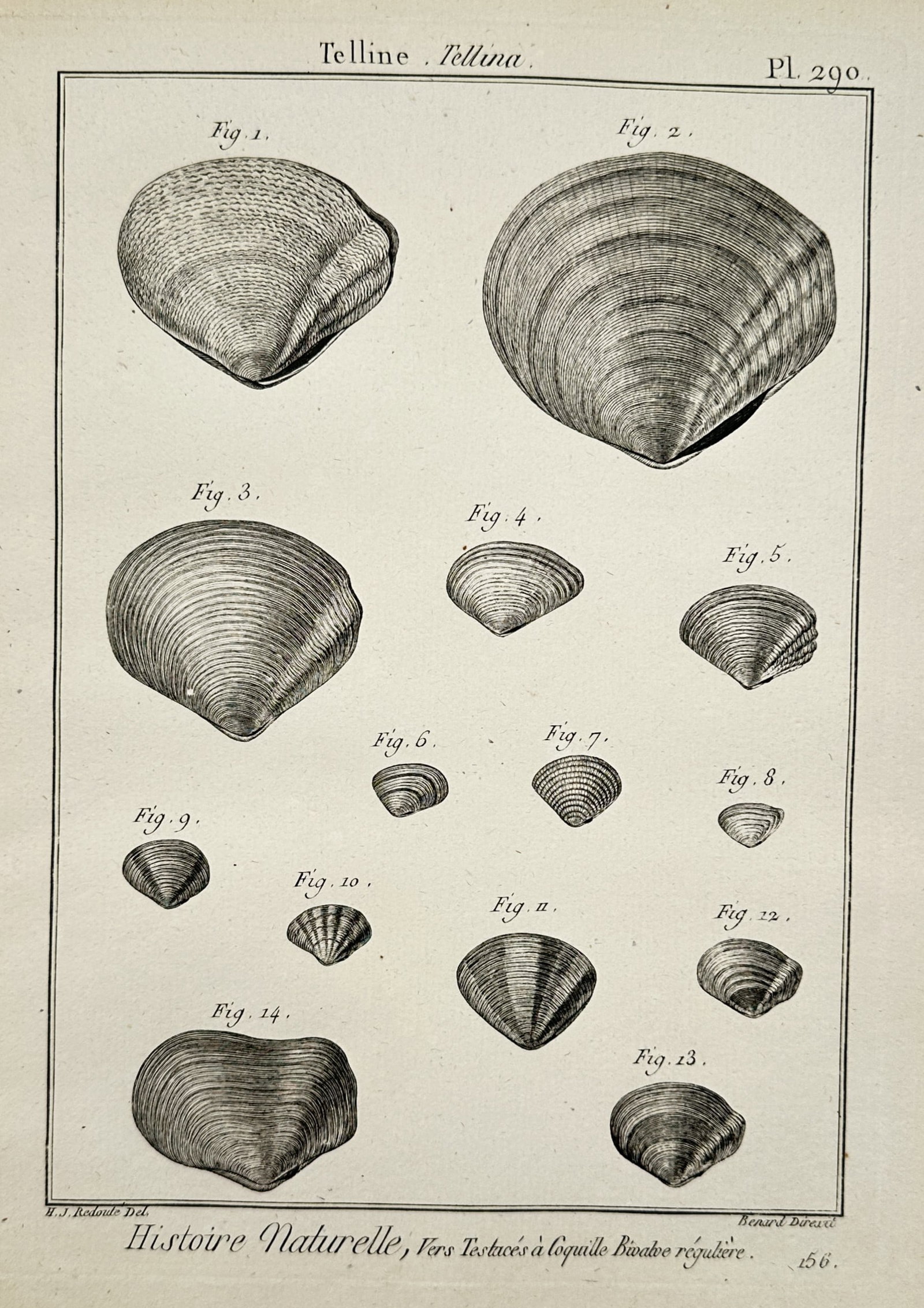 Robert Benard (1734–1777) – Study of Tellina Species – Engraving (1791) (1 of 2)