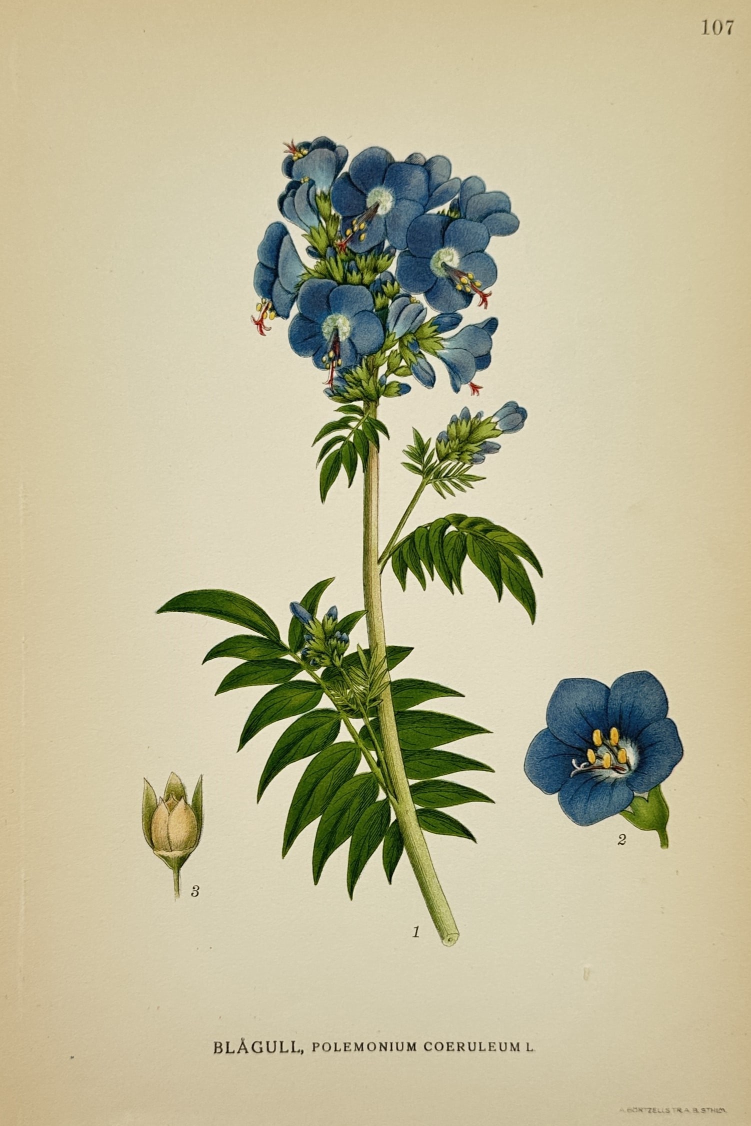 Carl Lindman (1856–1928) – Study of Jacob's Ladder – Chromolithograph (1901) (1 of 2)