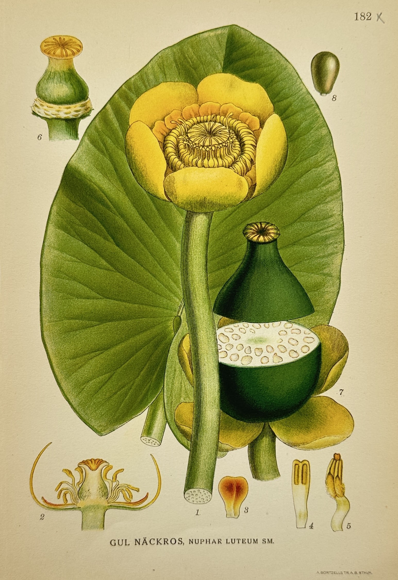 Carl Lindman (1856–1928) – Study of Yellow Water Lily – Chromolithograph (1901): "Gul Nackros, Nuphar luteum Sm." This botanical illustration displays a yellow water lily specimen, highlighting its large, vibrant yellow globular flower and expansive heart-shaped floating leaf. The