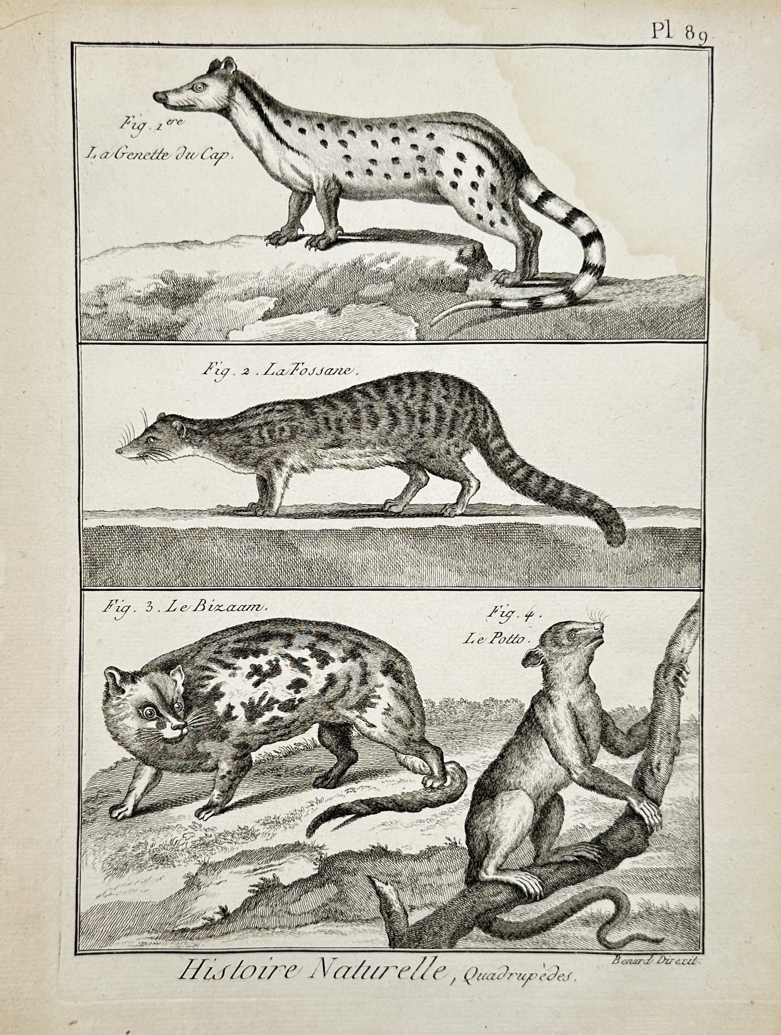 Robert Benard (1734–1777) – Study of Viverrid and Primate Species – Engraving (1791): "Histoire Naturelle, Quadrupedes. La Genette du Cap. La Fossane. Le Bizaam. Le Potto." This zoological illustration displays several small carnivorous mammals alongside a nocturnal primate, highlighti