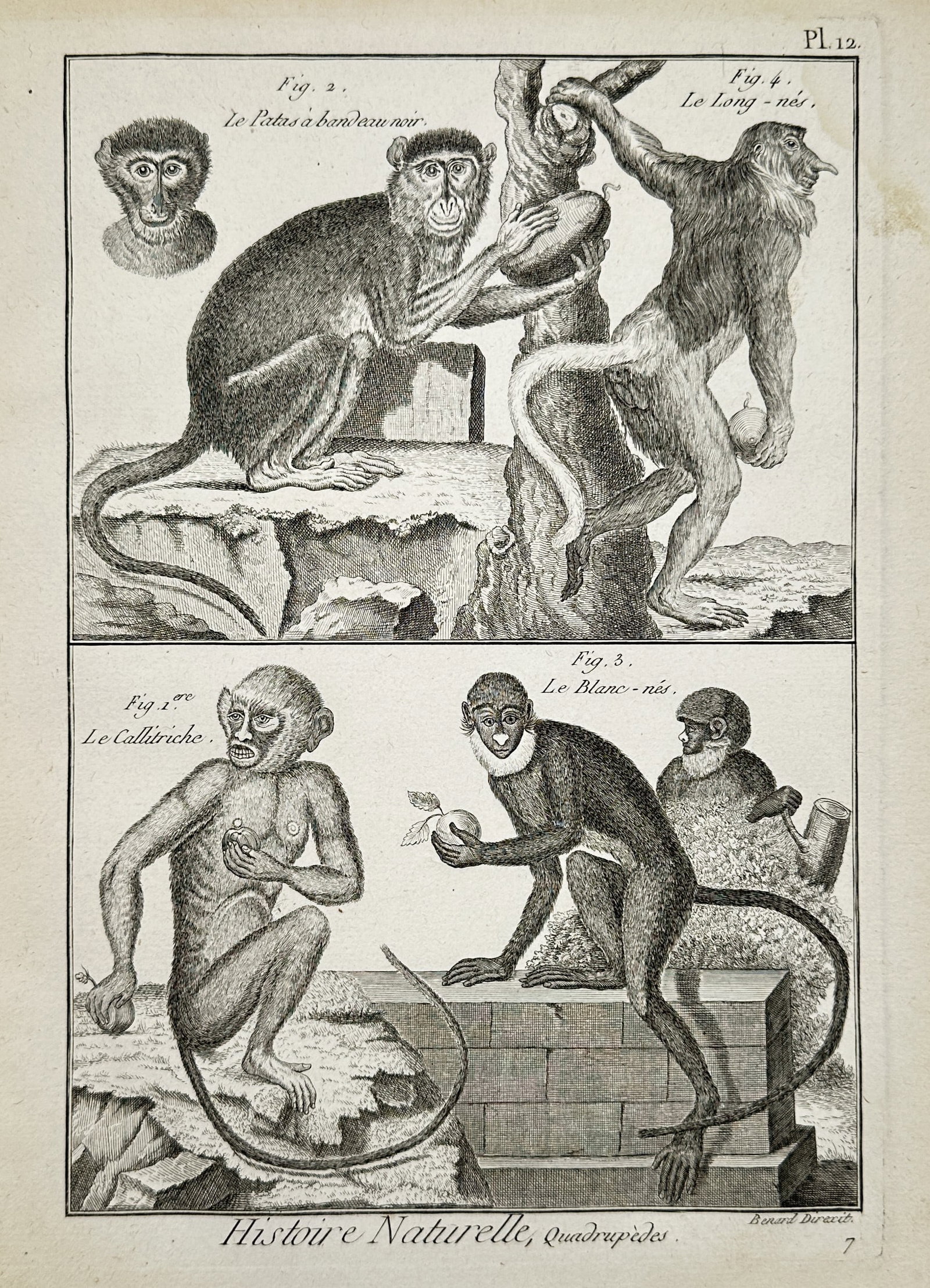 Robert Benard (1734–1777) – Study of Patas and Proboscis Monkeys – Engraving (1791) (1 of 2)