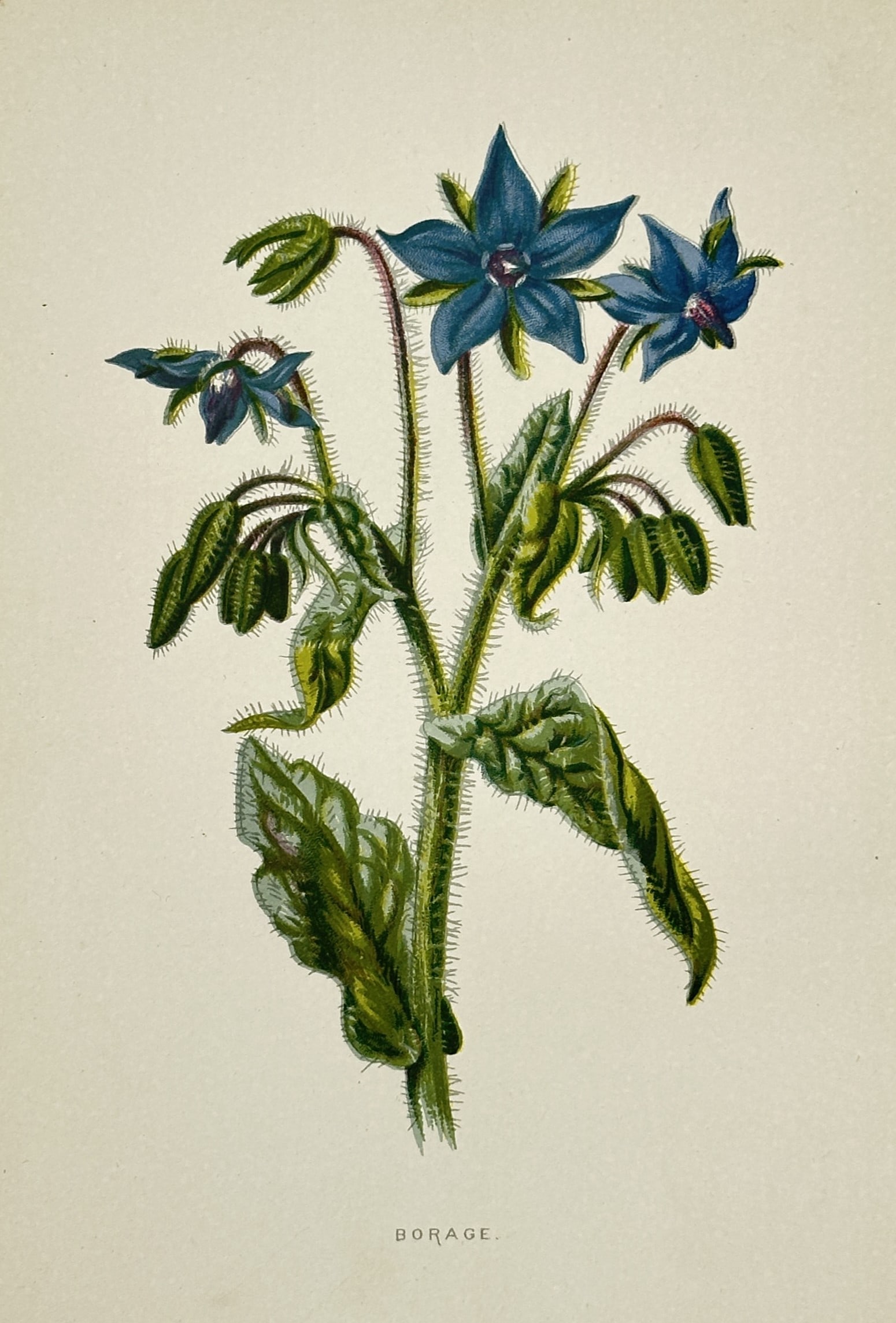 Frederick Edward Hulme (1841–1909) – Study of Borage – Chromolithograph (1880): "Borage." This botanical illustration displays a flowering specimen of the borage plant, highlighting its characteristic vibrant blue star-shaped blossoms and bristly, hairy stems and leaves. The work