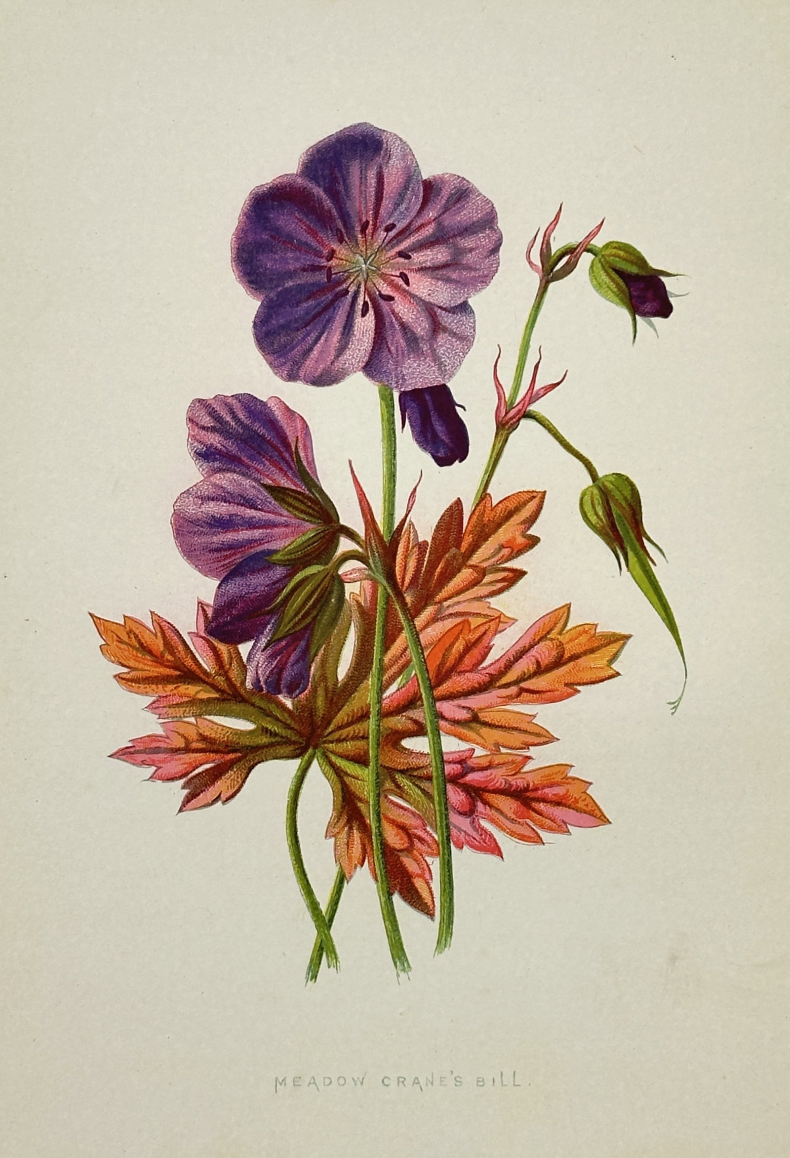 Frederick Edward Hulme (1841–1909) – Study of Meadow Crane's-bill – Chromolithograph (1880) (1 of 2)