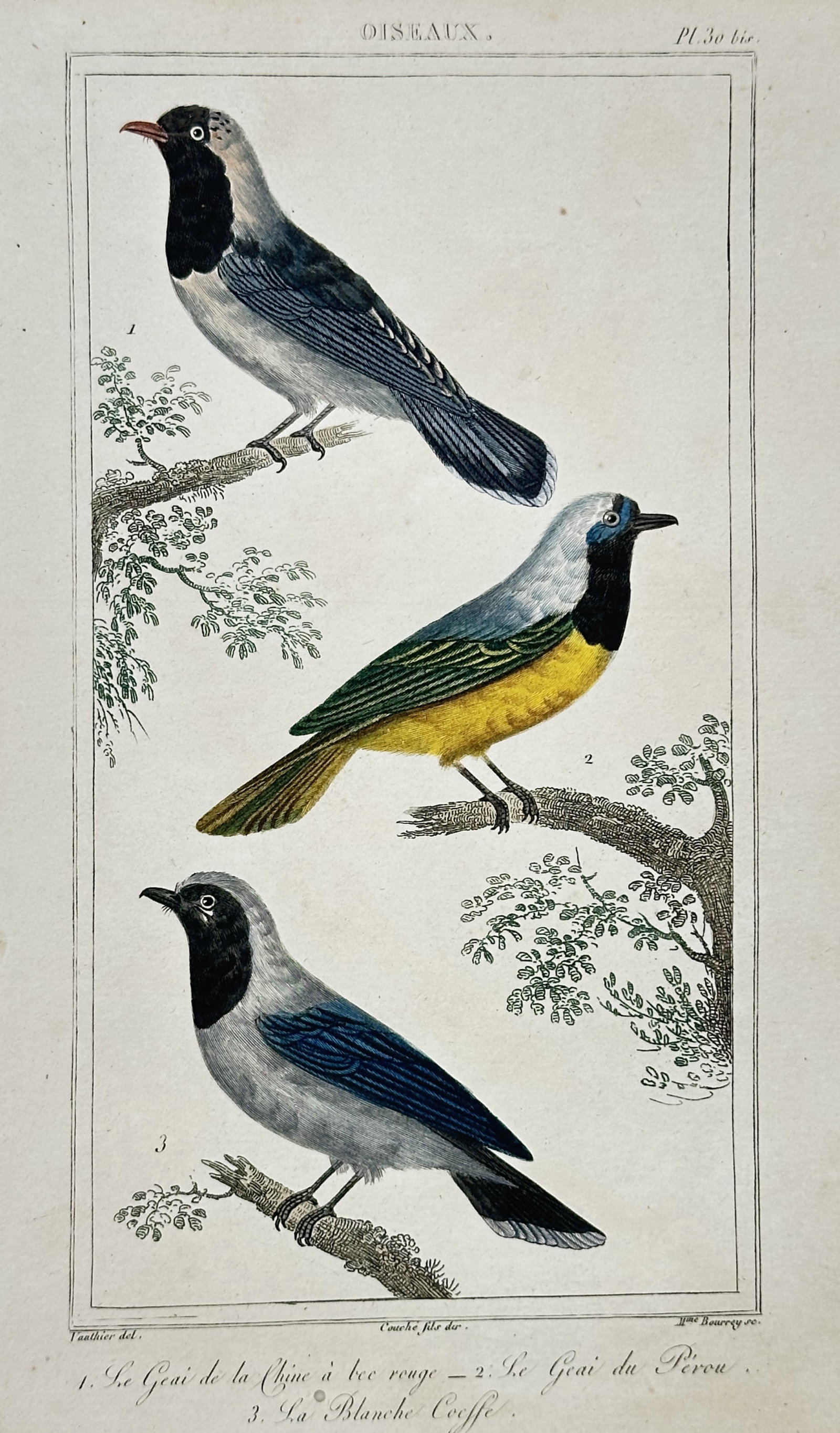 Antoine-Charles Vauthier – Study of Chinese and Peruvian Jays – Hand-coloured engraving (1830) (1 of 2)