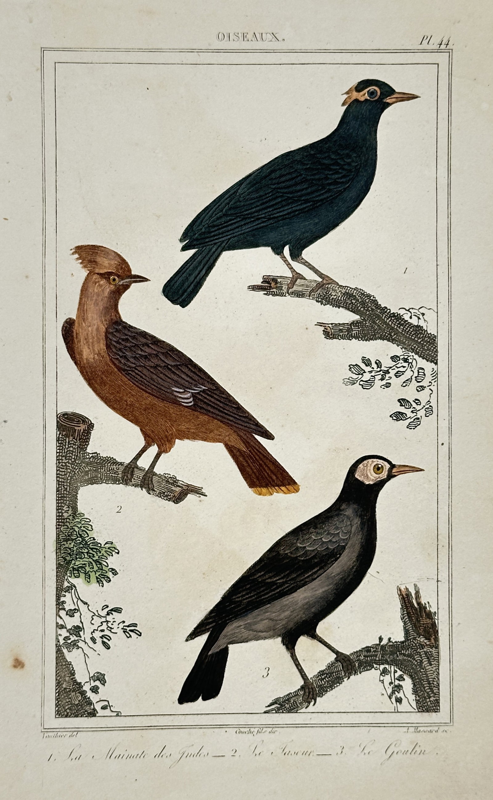 Antoine-Charles Vauthier – Study of Myna and Woodpecker Species – Hand-coloured engraving (1 of 2)