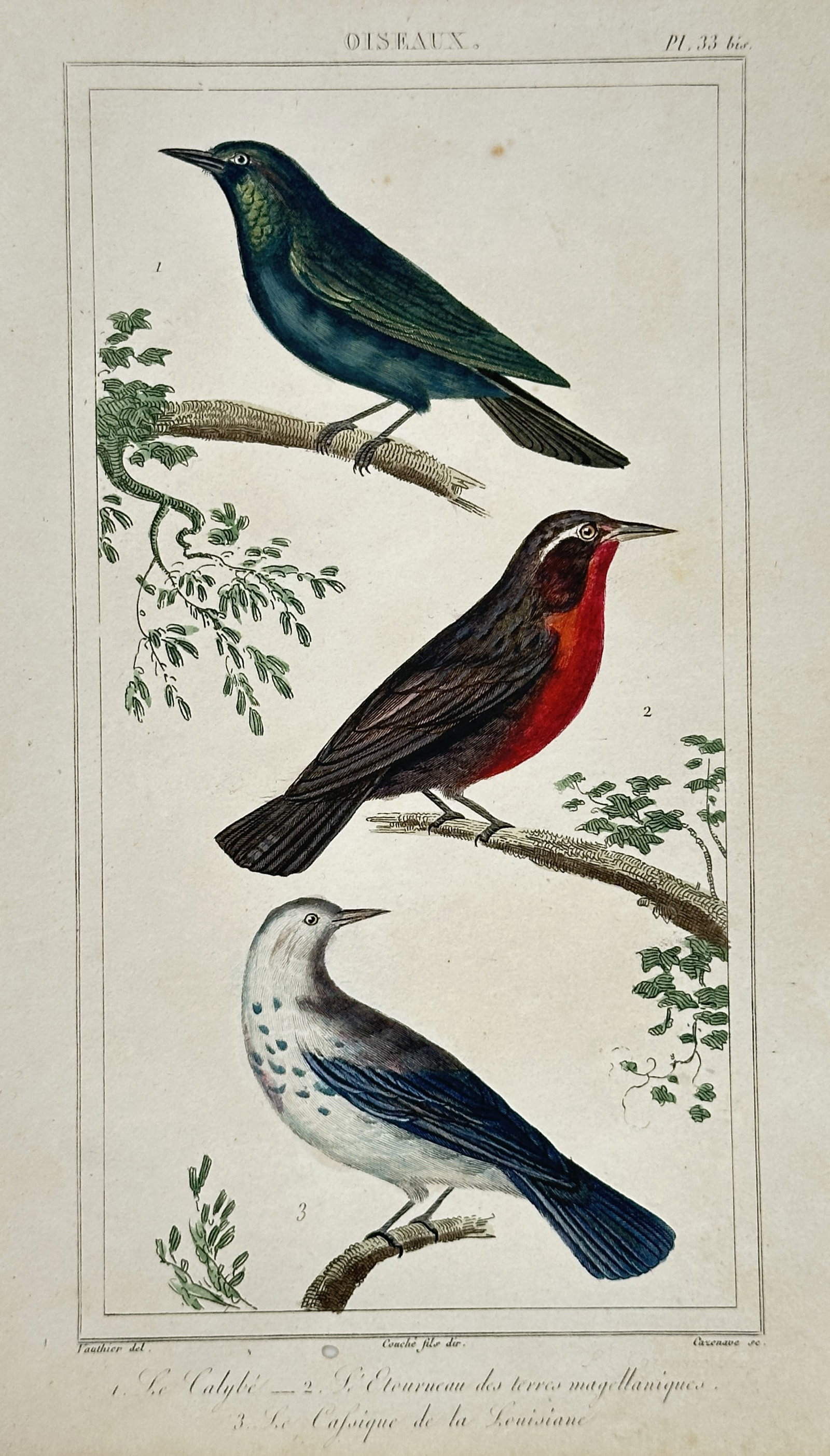 Antoine-Charles Vauthier – Study of Starling and Oriole Species – Hand-coloured engraving (1830): "Oiseaux. 1. Le Calybe. 2. L'Etourneau des terres magellaniques. 3. Le Cassique de la Louisiane." This ornithological illustration displays three distinct species of passerine birds, highlighting the 