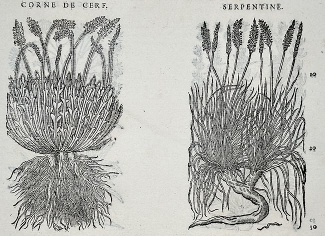 Pietro Andrea Mattioli (1501–1577) – Botanical Study of Buckshorn Plantain and Serpentine (1 of 3)