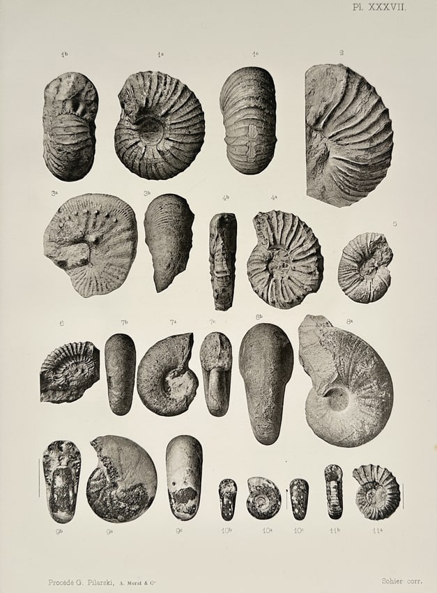 Albert de Grossouvre (1849–1932) – Studies of Diversified Ammonite Fossils – Lithograph (1 of 2)
