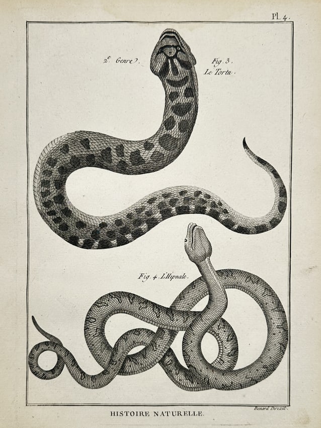 Robert Benard (1734–1777) – Herpetological Study of Snakes – Engraving (1791): "Le Tortu. L'Hipnale." This eighteenth-century engraving provides a scientific illustration of two distinct snake species. The upper figure, labeled as the tortu, showcases a robust body with prominen