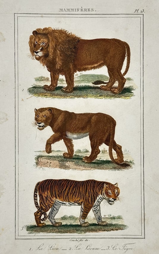 Antoine Charles Vauthier (1790–after 1831) – Study of a Lion, Lioness, and Tiger – coloured: "Le Lion. La Lionne. Le Tigre." This hand-coloured engraving provides a comparative study of the primary large cat species. The upper register illustrates a male lion standing in profile, featuring a 