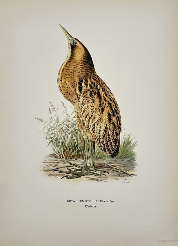 Magnus von Wright – Natural History Study of a Great Bittern – Sweden – Lithograph (1920s): "Botaurus stellaris Lin. Rördrom" This work provides an ornithological study of a Great Bittern, featuring a single, large-scale depiction of the bird in its characteristic "sky-pointing" defensive p
