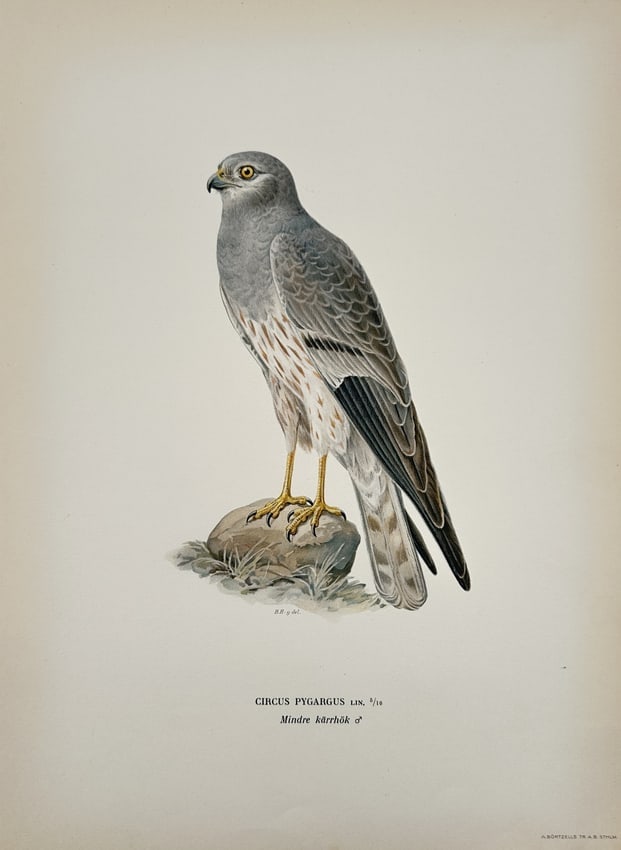 Magnus von Wright – Natural History Study of a Montagu's Harrier – Sweden – Lithograph: "Circus pygargus Lin. Mindre kärrhök hane" This work provides an ornithological study of a male Montagu's Harrier, featuring a single, detailed depiction of the raptor perched on a stone. The lithog