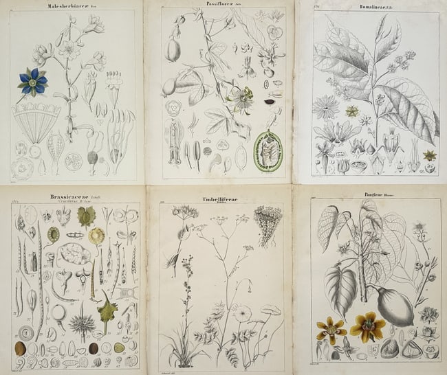 Adalbert Schnizlein (1814-1868) – Set of 6: Botanical Families – Hand-coloured lithograph (1 of 2)