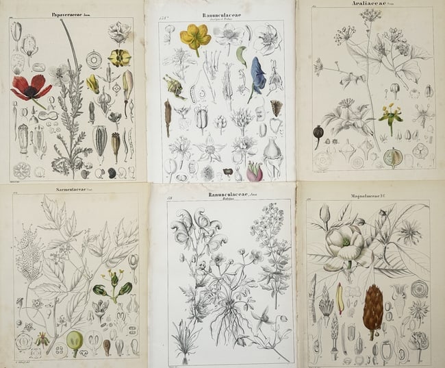 Adalbert Schnizlein (1814-1868) – Set of 6: Botanical Morphologies of Papaveraceae (1 of 2)