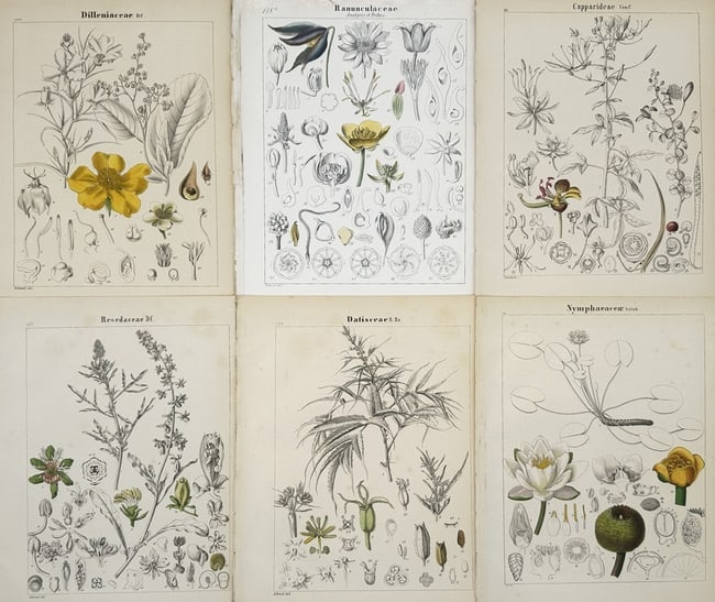 Adalbert Schnizlein (1814-1868) – Set of 6: Botanical Morphologies of Dilleniaceae (1 of 2)