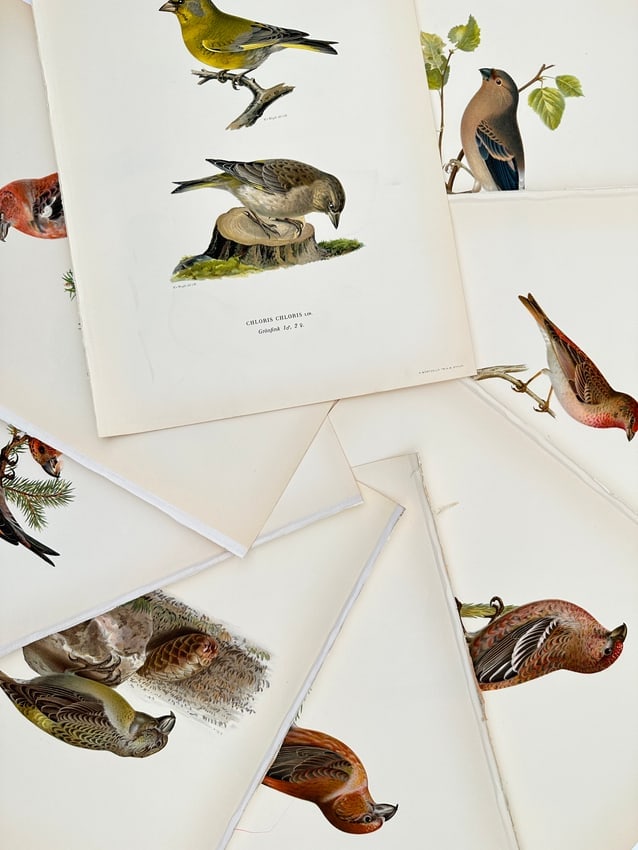 Magnus von Wright (1805–1867) – Set of 8: Studies of European Finches and Crossbills: "Chloris chloris. Loxia curvirostra. Pyrrhula pyrrhula." This set of eight lithographs documents several species of European finches and crossbills, capturing the distinct plumage and specialized beak