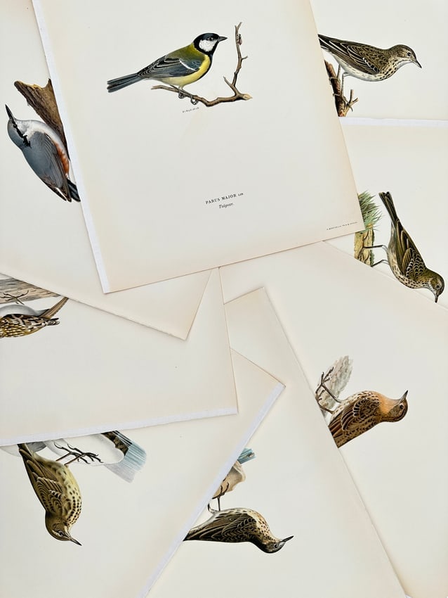 Magnus von Wright (1805–1867) – Set of 8: Studies of European Tits, Nuthatches, and Pipits (1 of 2)