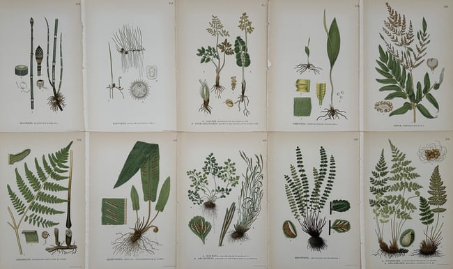 Carl Axel Magnus Lindman (1856–1928) – Set of 10: Botanical Studies of Nordic Ferns: "Skavfräken. Klotgräs. Låsbräken. Ormtunga. Safsa. Örnbräken. Hjorttunga. Murruta. Svartbräken. Stenbräken." This set of ten chromolithographs illustrates a diverse range of Swedish pteridophy