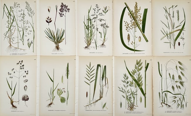 Carl Axel Magnus Lindman (1856–1928) – Set of 10: Botanical Studies of Nordic Grasses (1 of 2)