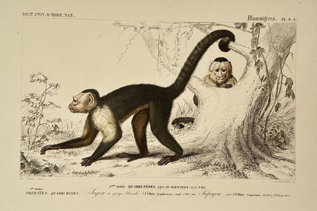 Charles d'Orbigny (1806–1876) – Study of Capuchin Monkeys – Hand-coloured engraving (1 of 2)
