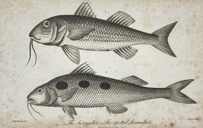 John Pass (active 1783–1832) – Study of the Surmullet and Spotted Surmullet – Engraving: "1. The Surmullet, 2. The spotted Surmullet." This engraving presents two species of mullet, providing a detailed comparative study of their anatomical features, specifically their characteristic barb