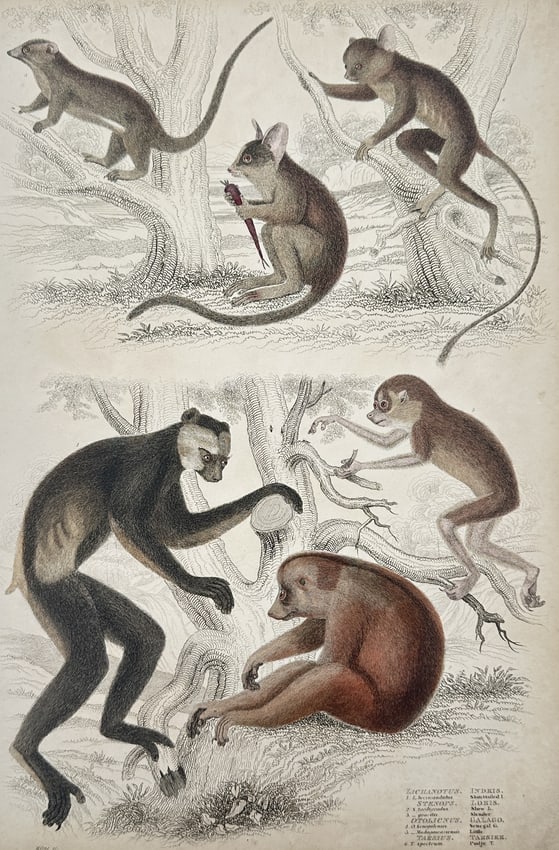 Jean-Charles Werner (1798–1856) – Study of Lemurs, Lorises, Galagos, and Tarsiers (1 of 2)